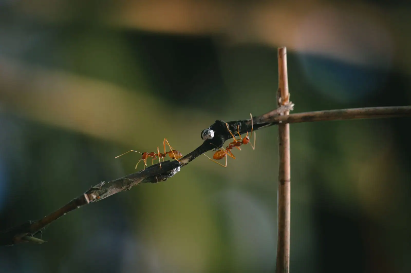 Deux fourmis se font face sur une brindille, antennes tendues l'une vers l'autre.