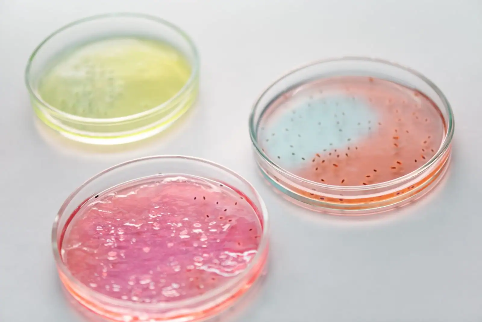 Trois boîtes de Petri aux milieux de culture colorés, posées côte à côte sur une paillasse claire.